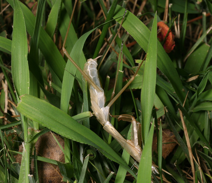 molted exoskeleton skin chitin of Chinese mantis Tenodera aridifolia sinensis