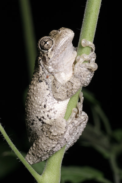 Copes grey treefrog Hyla chrysoscelis on tomato stem