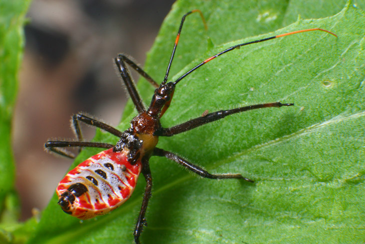 Wheel bug Arilus cristatus nymph