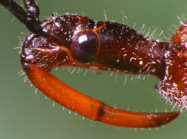 Wheel bug Arilus cristatus nymph profile image showing proboscis