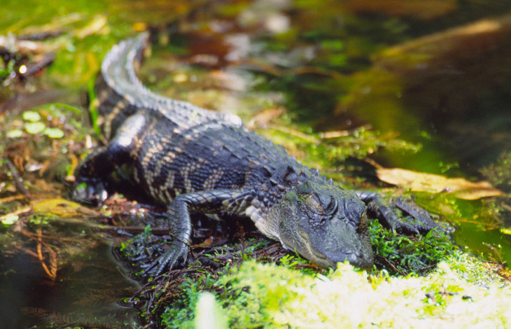 drowsing American alligator Alligator mississippiensis