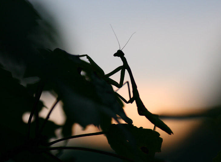 Chinese mantis Tenodera aridifolia sinensis silhouetted against dawn light