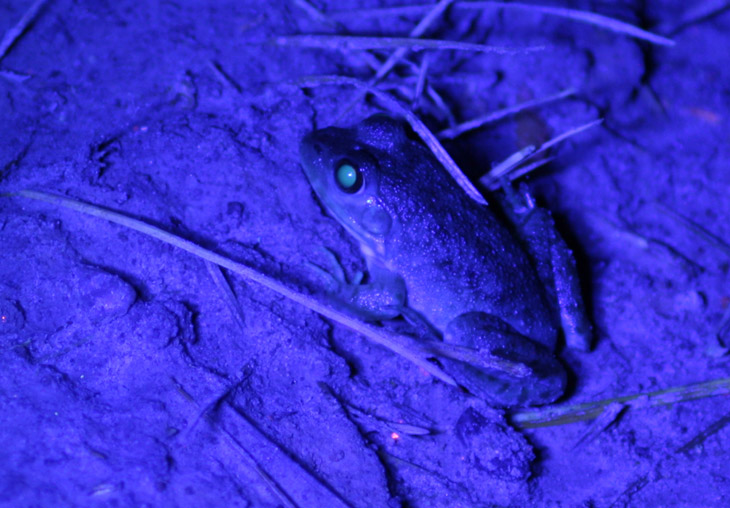 unidentified frog with eyes fluorescing under UV light