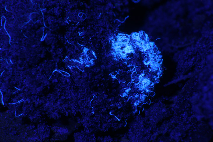 synthetic fibers fluorescing under UV