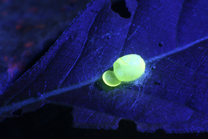 unidentified egg case fluorescing brilliantly under UV light