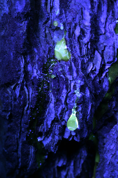 longneedle pine sap in UV light