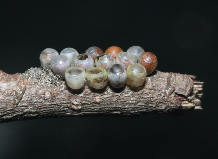 unknown arthropod eggs in visible light