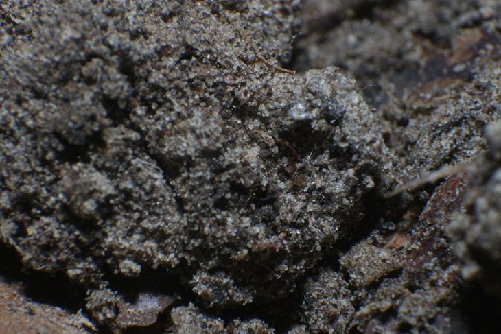 same soil under visible light