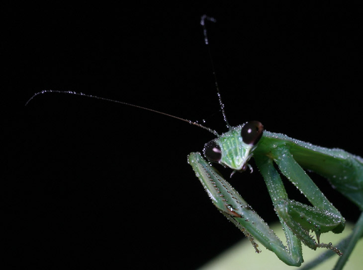 Chines mantis Tenodera aridifolia sinensis on calla lily after misting