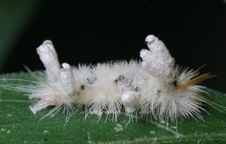 sycamore tussock moth Halysidota harrisii caterpillar with chrysalis of parasitic wasp