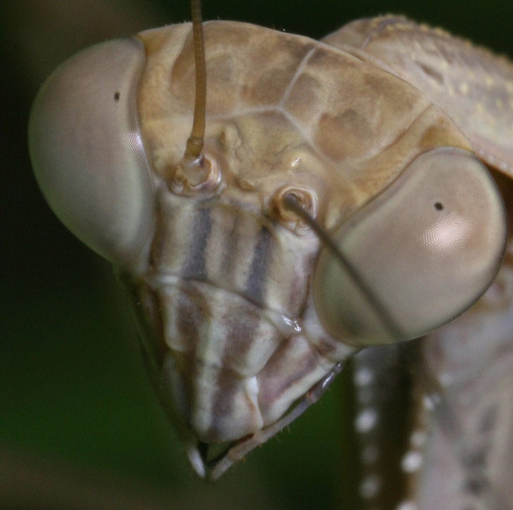 Chinese mantis Tenodera aridifolia sinensis tight crop on face