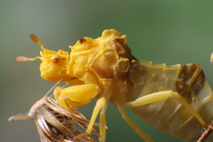 jagged ambush bug Phymata in profile