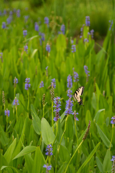 Eastern tiger swallowtail Papilio glaucus on pickerelweed Pontederia