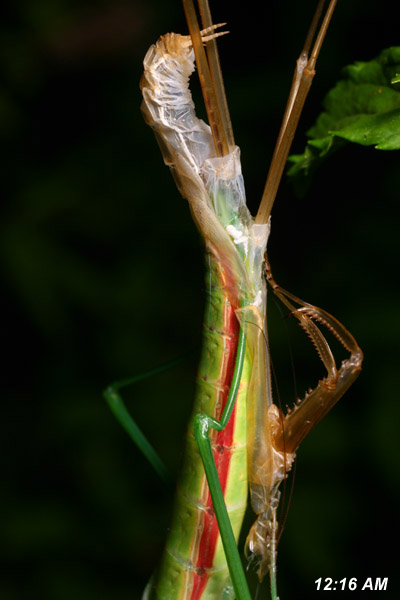 Chinese mantis Tenodera aridifolia sinensis with hind limbs almost free