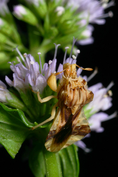 jagged ambush bug Phymata on spearmint flowers