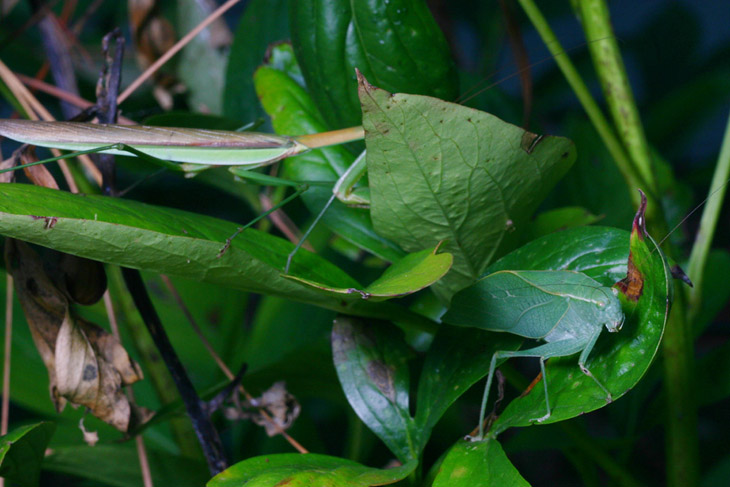 Chinese mantis Tenodera aridifolia sinensis and katydid