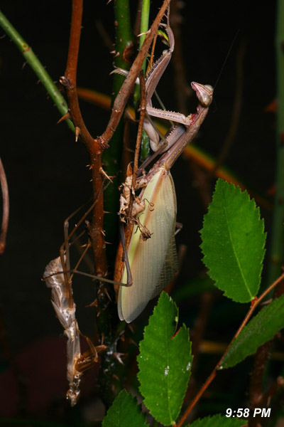 newly molted Chinese mantis Tenodera aridifolia sinensis