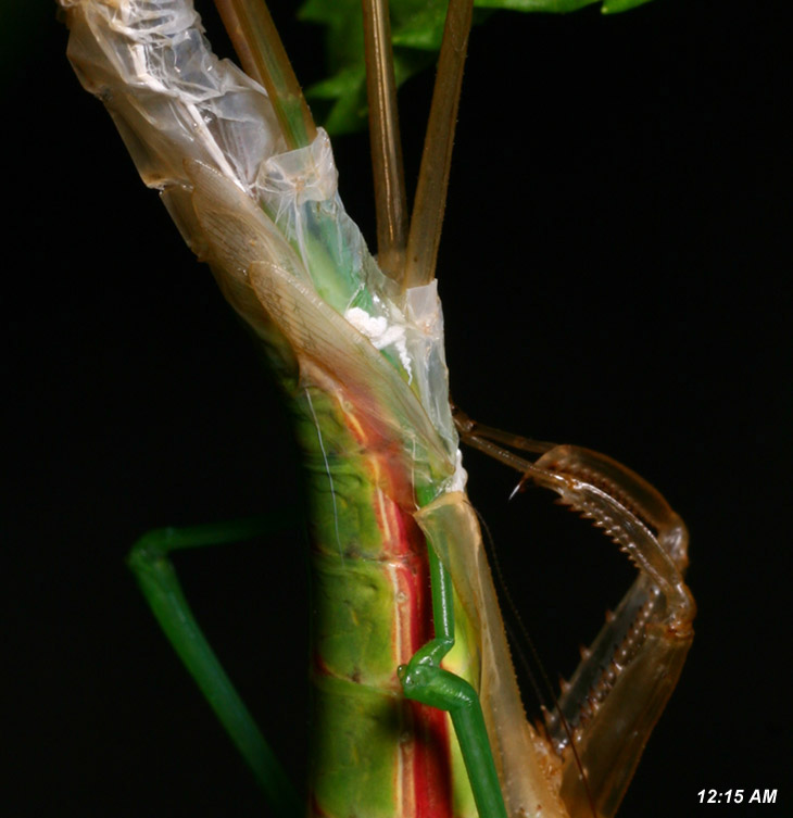 close up of Chinese mantis Tenodera aridifolia sinensis trying to free hind limb, showing flexing