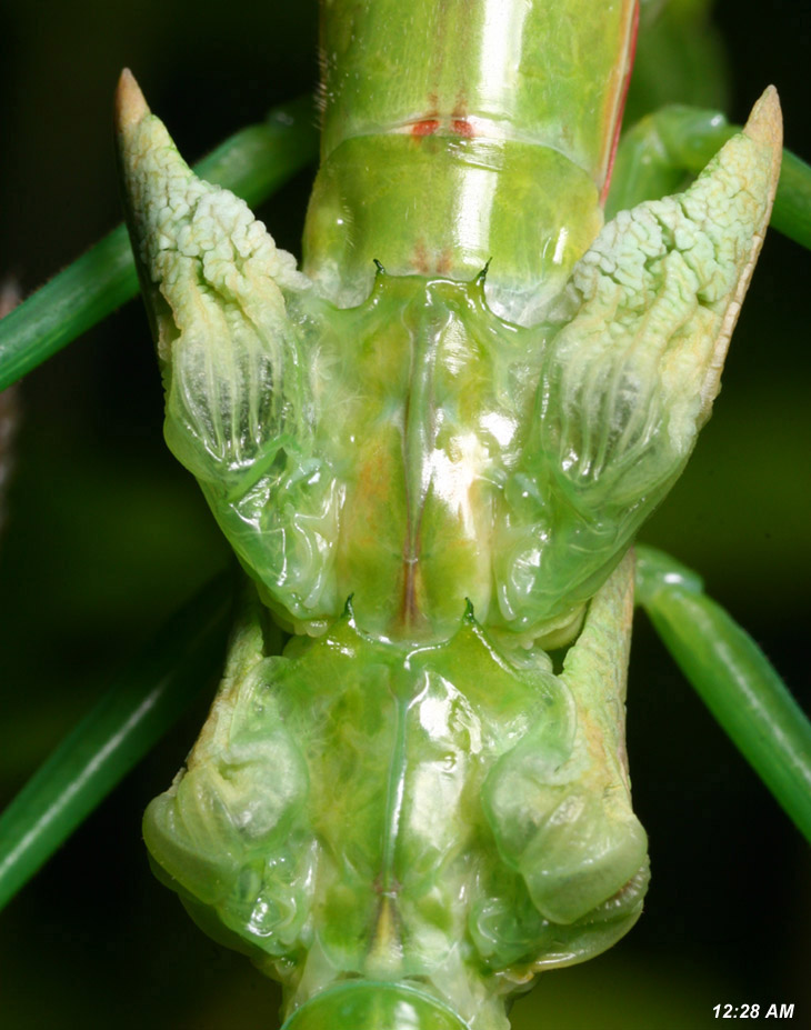 close up of newly-molted Chinese showing unextended wings