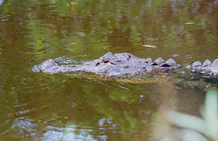 American alligator Alligator mississippiensis in roadside channel