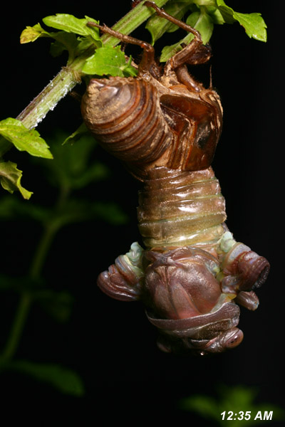cicada molting, from back