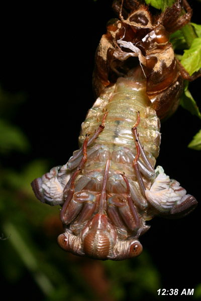 molting cicada seen from belly