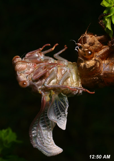 cicada bending to pull itself free during molting