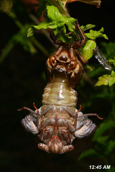 molting cicada extending legs