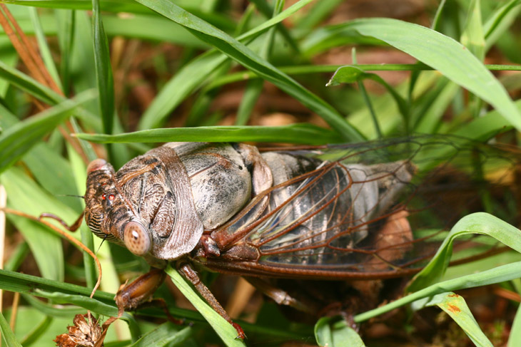 cicada as adult hours after molting