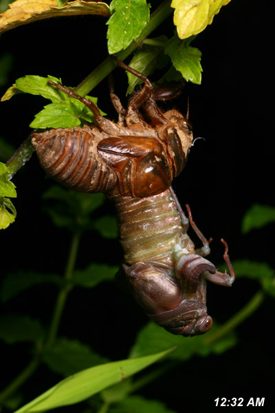 cicada in mid-molt