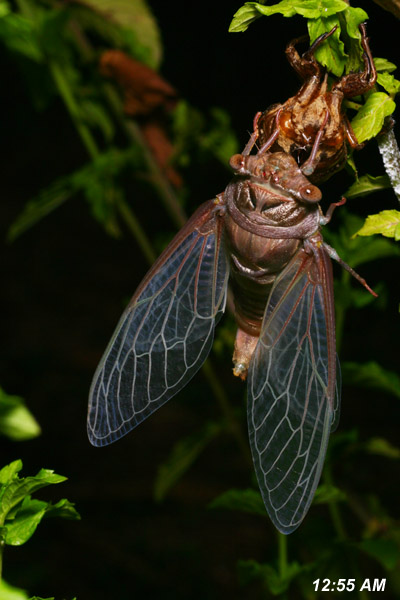 cicada with wings fully extended