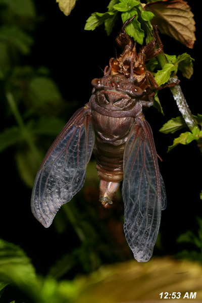 cicada extending wings during molt