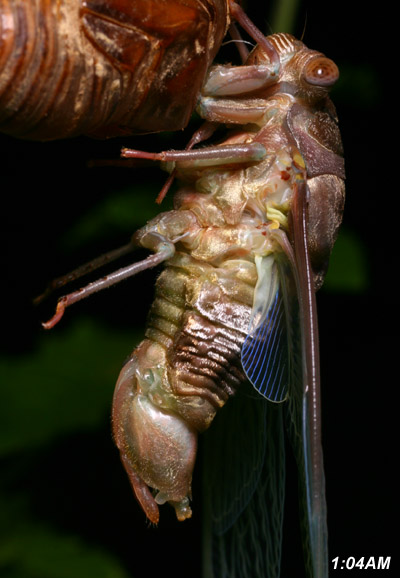 cicada drying and hardening after molt