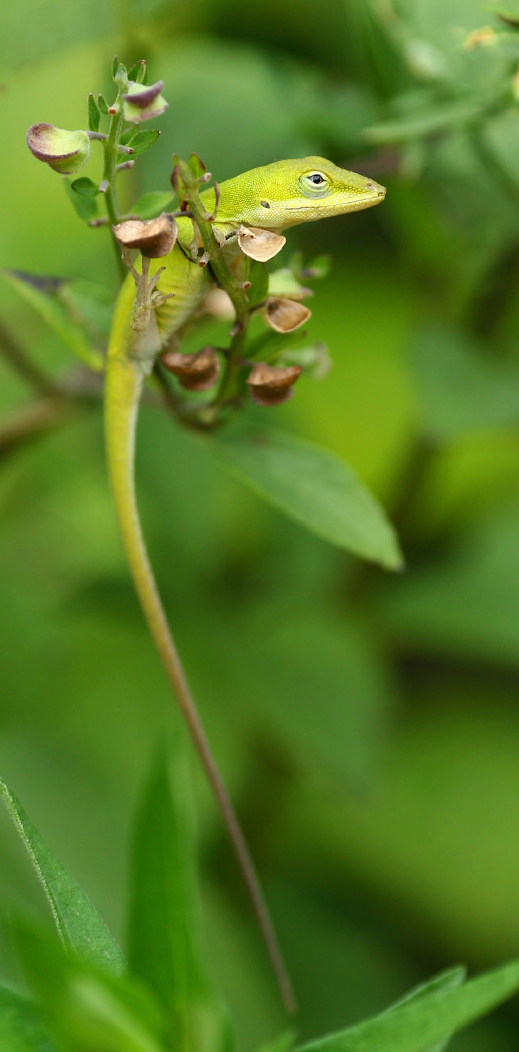 green anole Anolis carolinensis perched awkwardly on plant