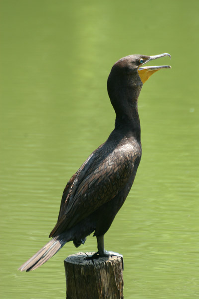 double-crested cormorant something panting on piling