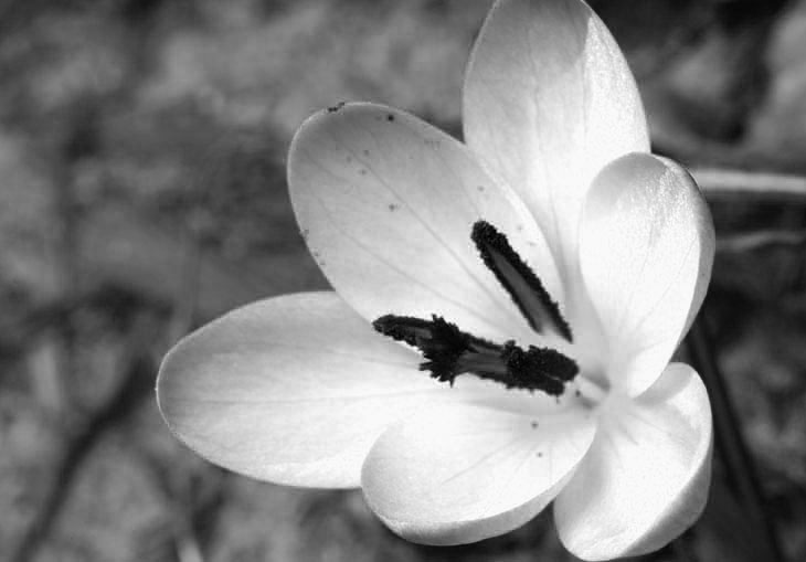 crocus in monochrome, blue channel only
