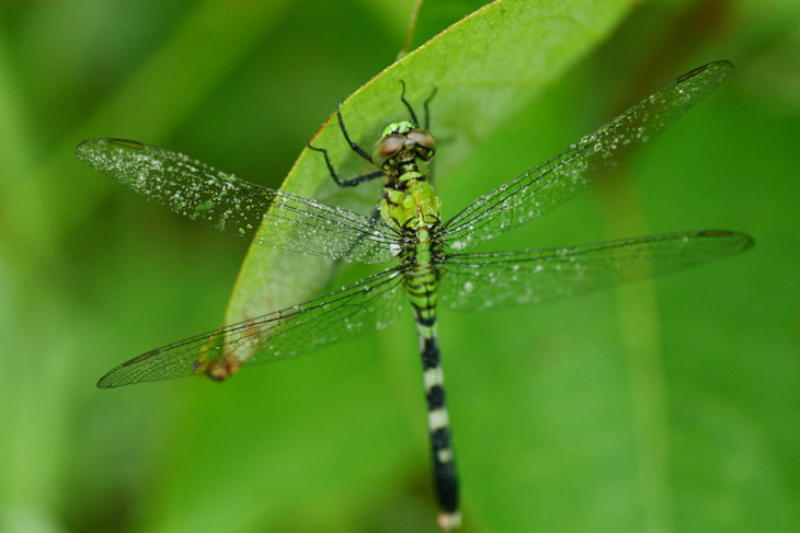 Eastern pondhawk Erythemis simplicicollis showing overnight dew