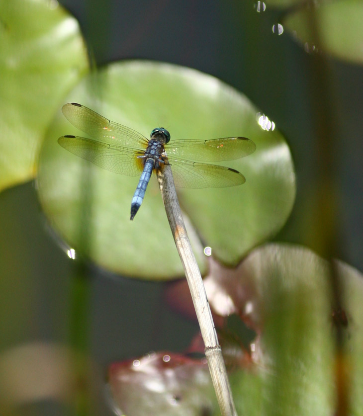 blue dasher dragonfly Pachydiplax longipennis framed against lily pad