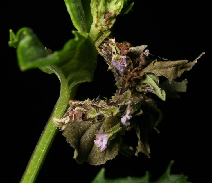 wavy-lined emerald moth Synchlora aerata larva on spearmint flowers