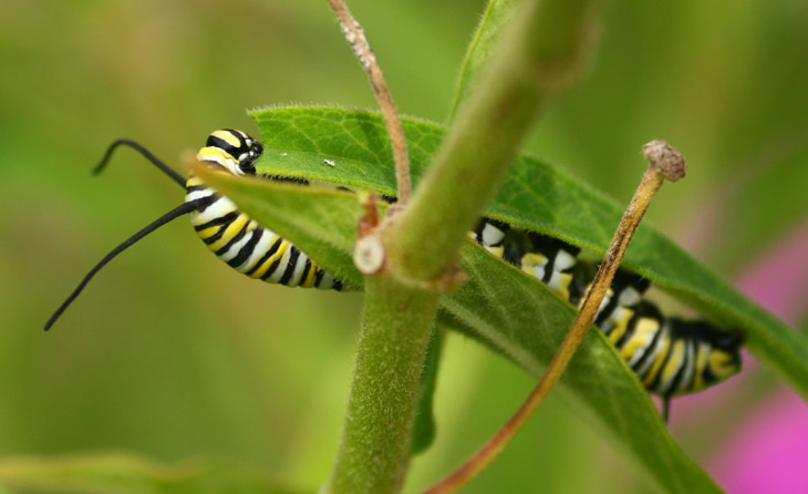 Monarch butterfly Danaus plexippus caterpillar chowing down