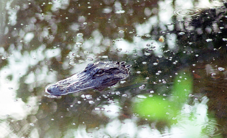 American alligator Alligator mississippiensis in Ding Darling Wildlife Refuge