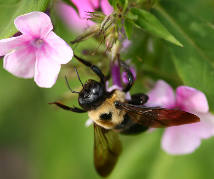 bumblebee bombus delighted at new flower