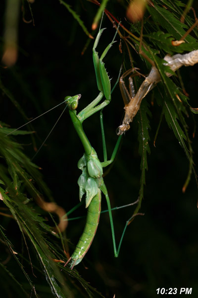 Chinese mantis Tenodera aridifolia sinensis newly freed from old exoskeleton