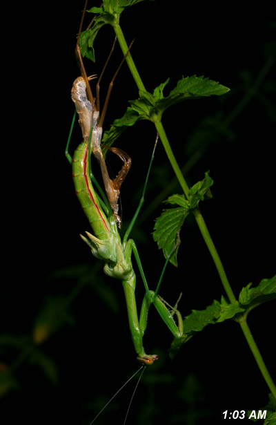 Chinese mantis Tenodera aridifolia sinensis freeing abdomen from exoskeleton