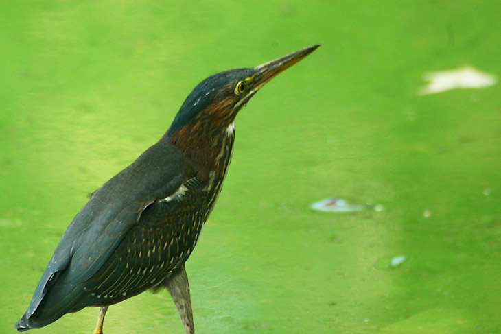 green heron Butorides virescens posad against green algae