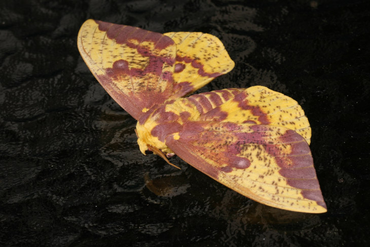 Imperial moth Eacles imperialis