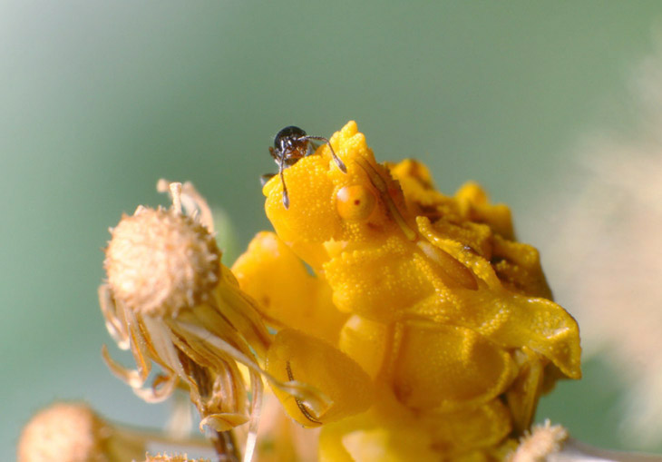 black ant investigating head of jagged ambush bug Phymata