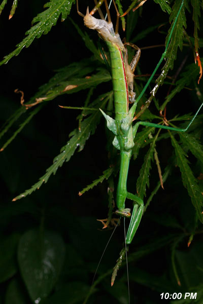 Chinese mantis Tenodera aridifolia sinensis in mid-molt