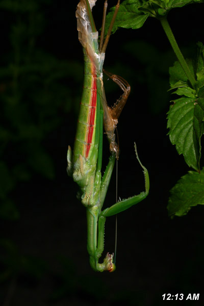 Chinese mantis Tenodera aridifolia sinensis, one forelimb free