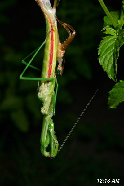 Chinese mantis Tenodera aridifolia sinensis with all limbs free, still attached by abdomen